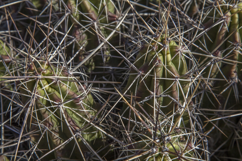 Close-Up of Long Cactus Thorns