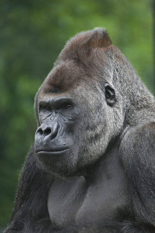 Close-up of Male Gorilla at the Artis Royal Zoo