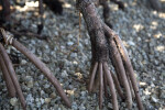Close-Up of Mangrove Prop Roots
