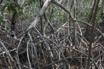 Close-Up of Mangrove Prop Roots