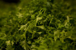 Close-up of Parsley