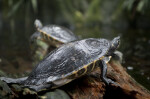 Close-Up of Peninsula Cooter at The Florida Aquarium