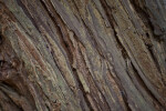 Close-Up of Redwood Bark