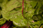 Close-up of Rhubarb Leaf