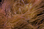 Close-Up of Sea Anemone Tentacles