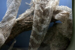 Close-Up of Snake Skin