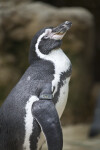 Close up of Spheniscus Penguin
