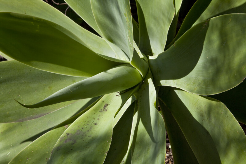 Close-Up of Succulent Agave Leaves