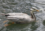 Close Up of Swimming Duck