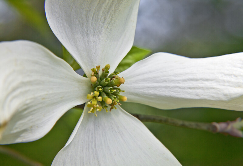 Close-Up of the Center of a Dogwood Flower