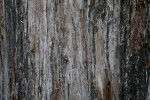 Close-Up of Tree Bark