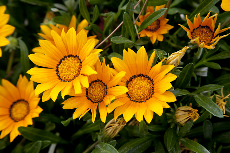 Close-Up of Yellow Flowers in Kusadasi, Turkey