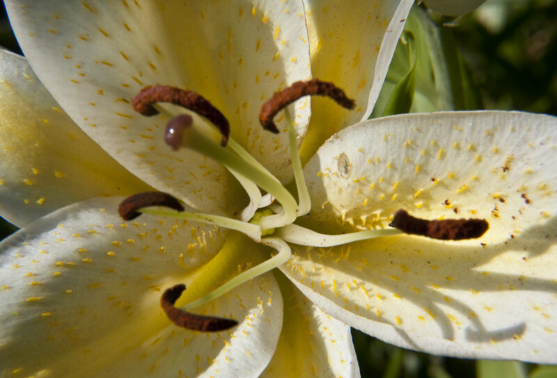 Close-Up of Yellow Lily Flower