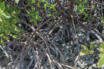 Close-Up Photo of Red Mangrove Roots