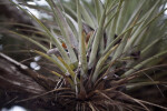 Close-Up Picture of Giant Airplant Leaves