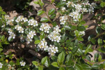 Close-Up View of a Bearberry Cotoneaster "Skogholm"