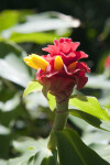 Close-up View of a Flower