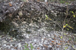 Close-Up View of a Shell Mound