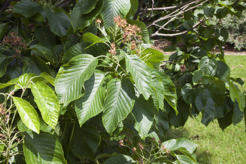 Close-Up View of a Sorbus yuana Tree
