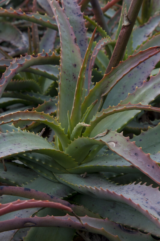 Close-Up View of the Ridged Leaves of an Aloe Plant