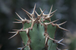Close-Up View of the Sharp Prickles of a Succulent Plant