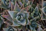 Close-Up View of the Succulent Leaves of a Variegated Aloe Plant at the Rancho Los Alamitos Historic Ranch and Gardens