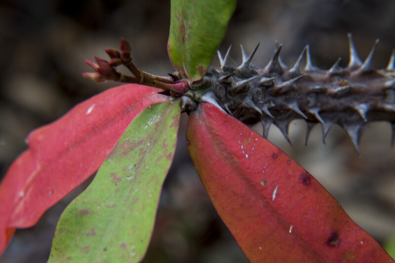 Close-Up View of the Thorns and Leaves of a Christ Plant
