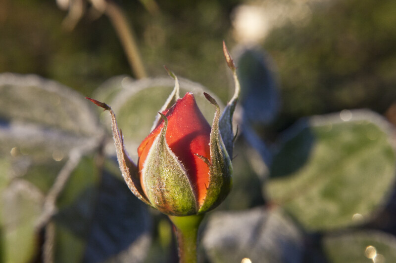 Closed Rose Flower Bud Close-Up