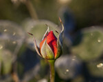 Closed Rose Flower Bud in Monroeville, PA