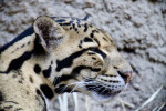 Clouded Leopard Squinting