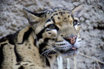 Clouded Leopard