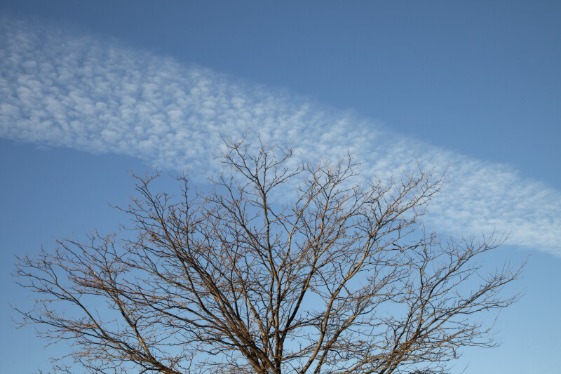 Clouds above a Bare Tree