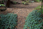Clovers & Brown Redwood Leaves