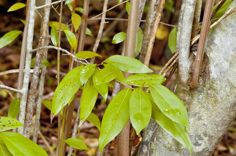 Clump of Lacewood Leaves