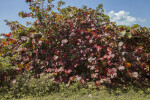 Clump of Sea Grape Trees