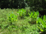 Clumps of Alligator Flag