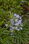 Cluster of Agapanthus Flowers at Capitol Park in Sacramento