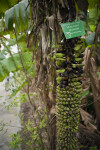 Cluster of Bananas