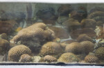 Cluster of Coral in Glass Tank