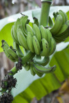 Cluster of Green Bananas