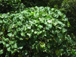 Cluster of Kudzu