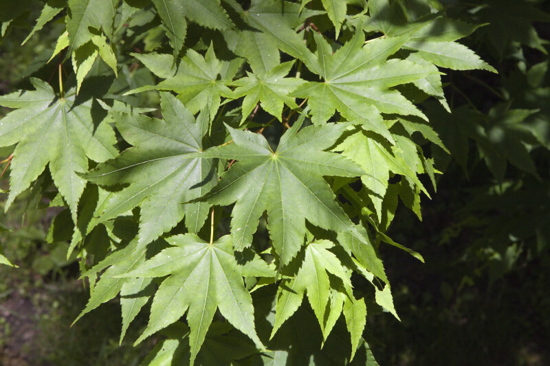 Cluster of Maple  (Acer ceriferum) Leaves