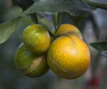 Cluster of Meiwa Kumquats