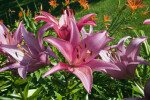 Cluster of Pink Lily Flowers