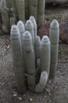 Cluster of Thin Cacti Covered in White Hairs