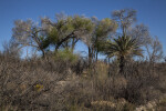 Cluster of Trees and Shrubs Along the Chihuanhuan Desert Trail of Big Bend National Park