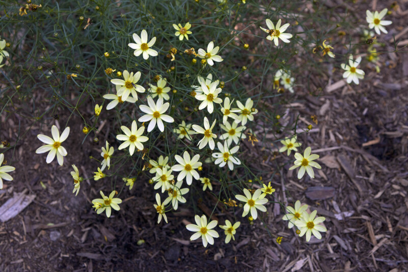Cluster of White Flowers with White and Yellow Coloring
