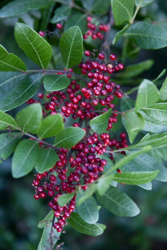 Clustered Berries and Green Leaves of a Brazilian Pepper-Tree