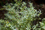 Clustered Branches and Leaves