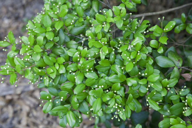 Clustered Green Leaves and Tiny White Flower Buds